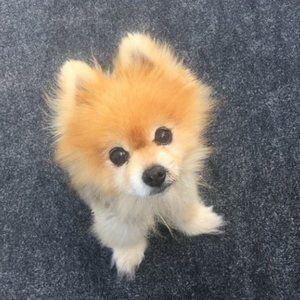 Worthington Purple Velour Satin Lounge or Active Wear Top and Pant Set Medium